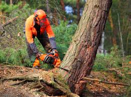 Best Tree and Shrub Care  in Browns Mills, NJ