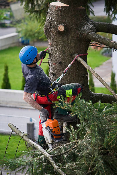 Best Tree Preservation Services  in Browns Mills, NJ