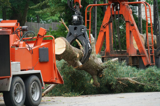 Best Storm Damage Tree Cleanup  in Browns Mills, NJ