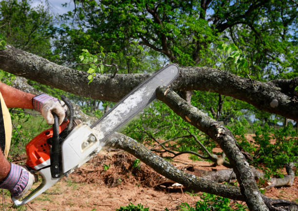 Best Lawn Grading and Leveling  in Browns Mills, NJ